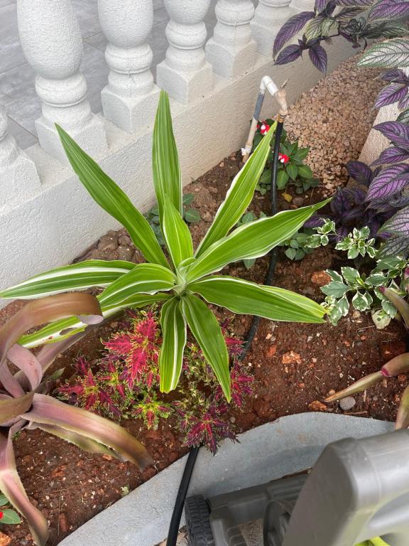 Idyllic escape, Mandeville