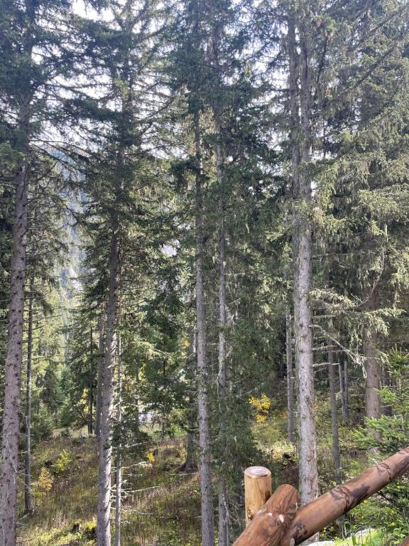 Cozy 30 m studio to enjoy the mountains - 4