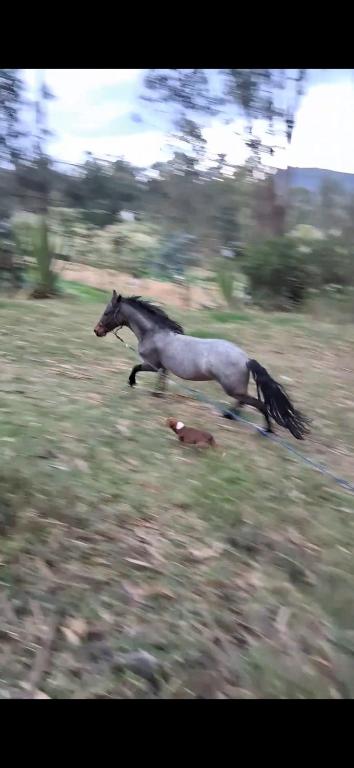 Glamping colina campestre ecológica - 2