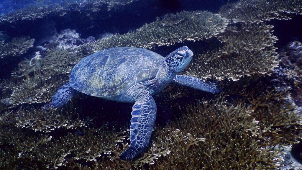 Sports and activities