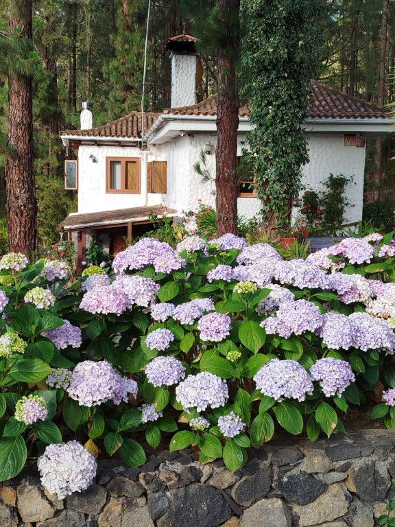 Floral garden house - 1