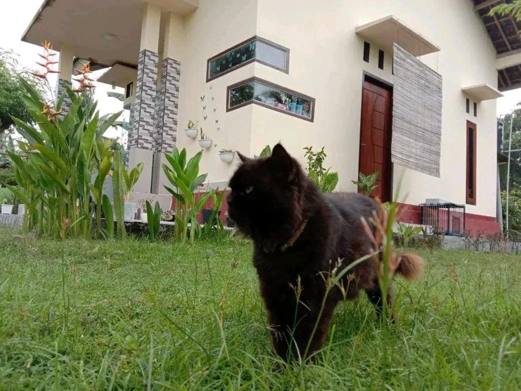 LK House Sukarara, Puyung