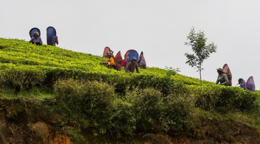 アクティビティ