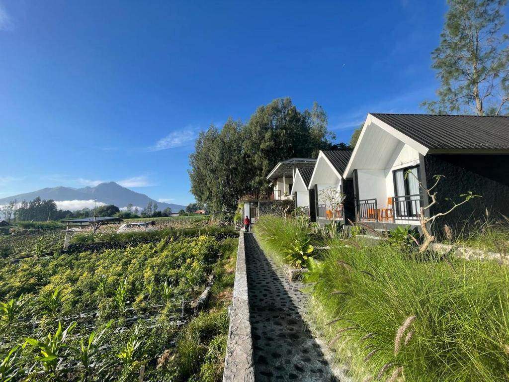 The Iris Vulcano's, Kubupenlokan