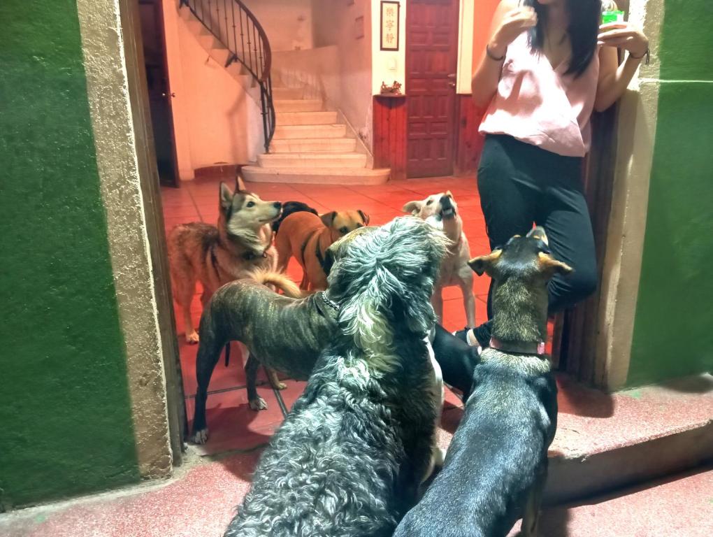 Hotel Only Pets - 3