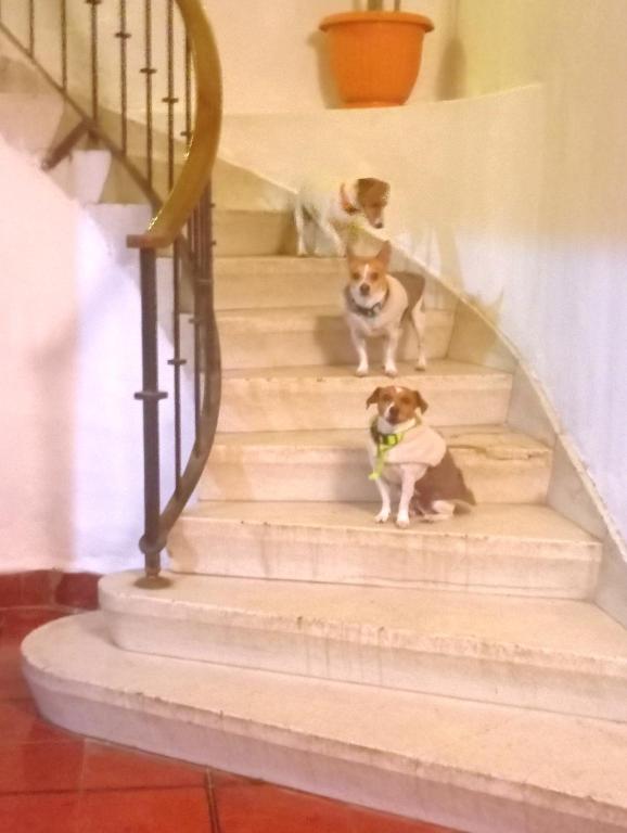 Hotel Only Pets - 4