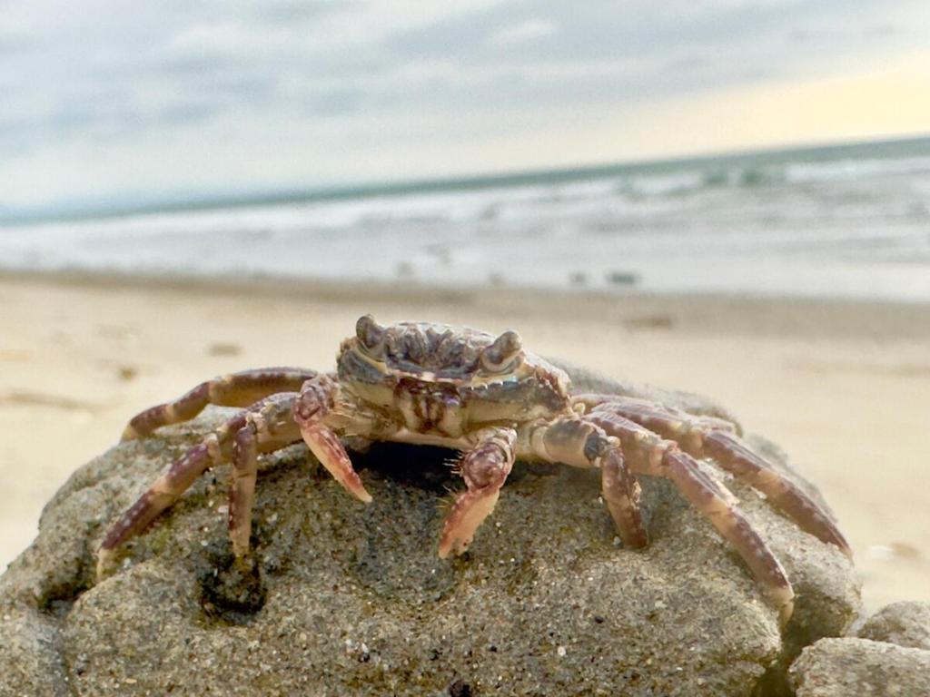 Casa Bambú, casa playera - 4