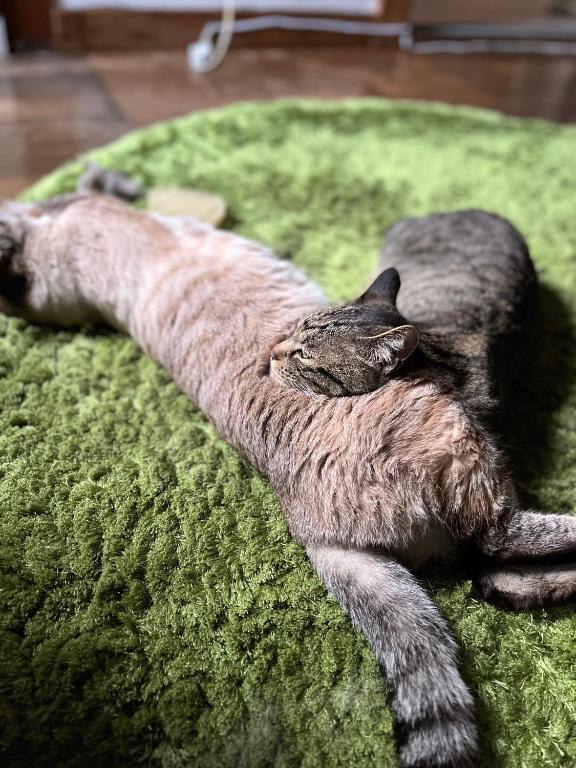 Hostel&Bar クツカンタ, Rishiri