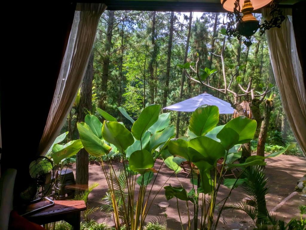 Omah Kayu Bromo 外観