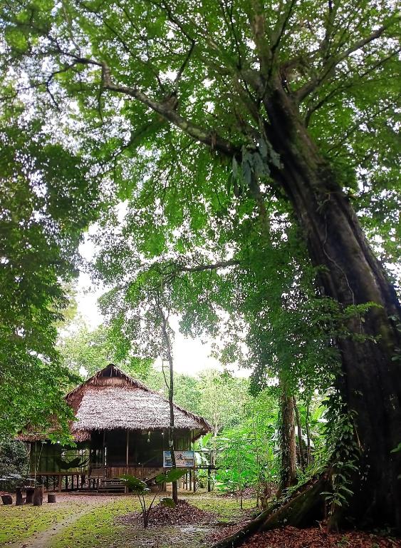 Allpayacu Lodge- Accomodation, Food & Jungle Tour Included - 3