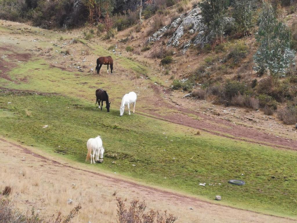 Cabalgatas Culturales en los Andes, Experiencia Auténtica con Caballos en Cusco, Perú - 2