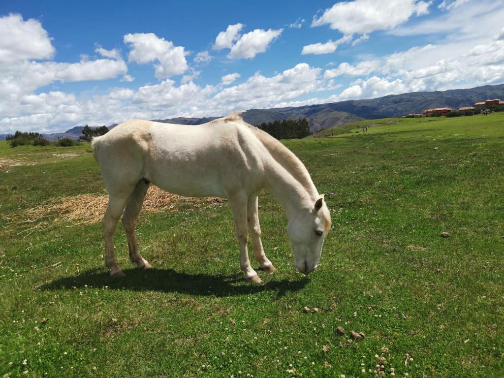 Cabalgatas Culturales en los Andes, Experiencia Auténtica con Caballos en Cusco, Perú - 3