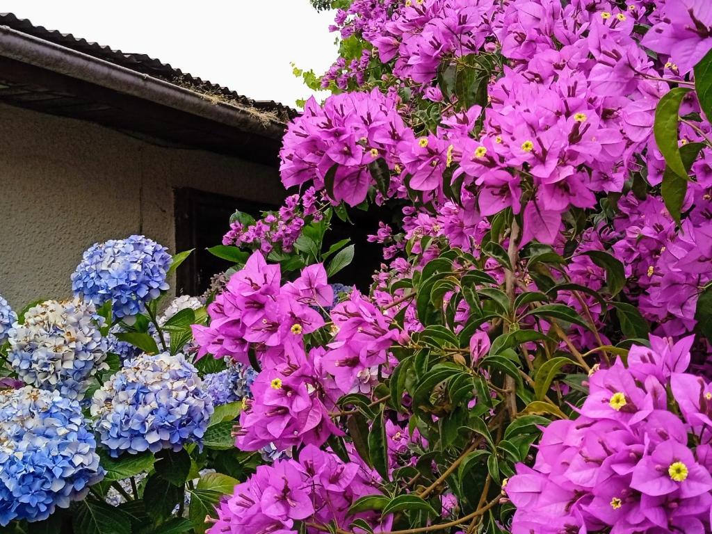 Hostal Antonio Varas - 2