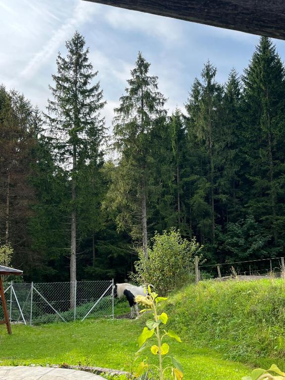 Ferienhaus Wimmer - 2
