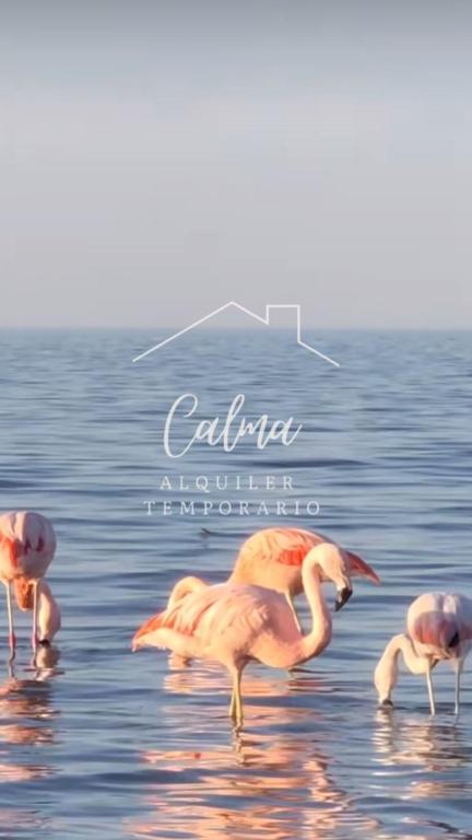 Calma - 4