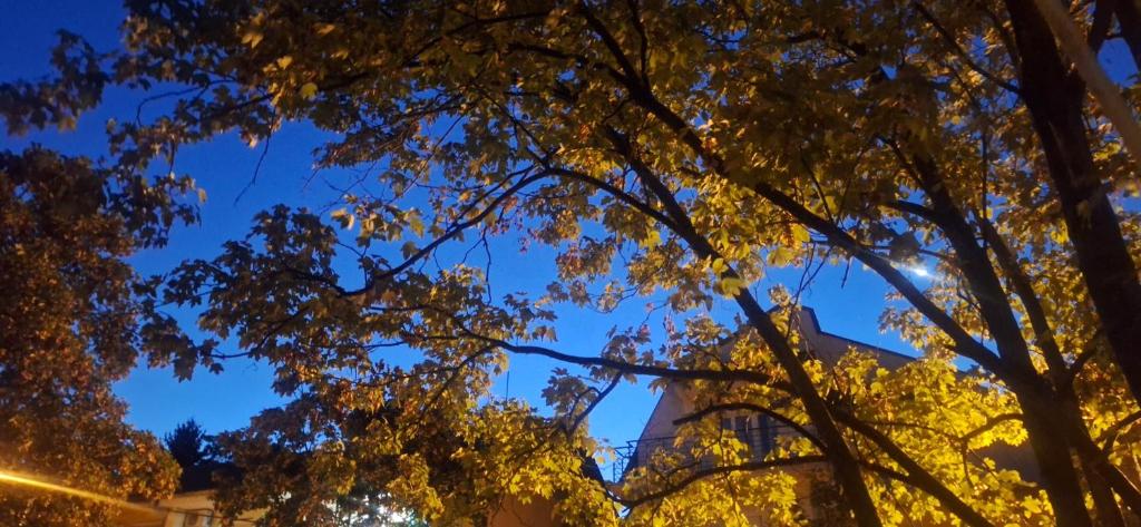 Divine Fortune, Bělehrad