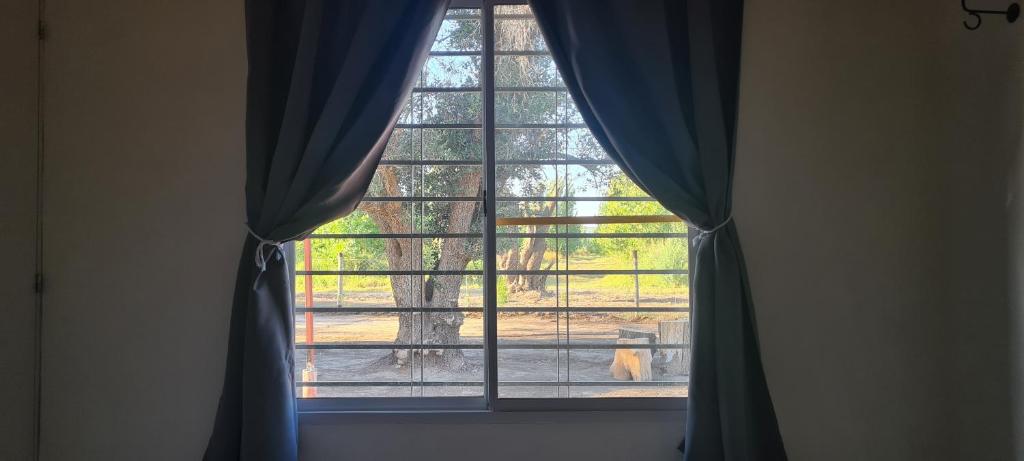 Los olivos - 4