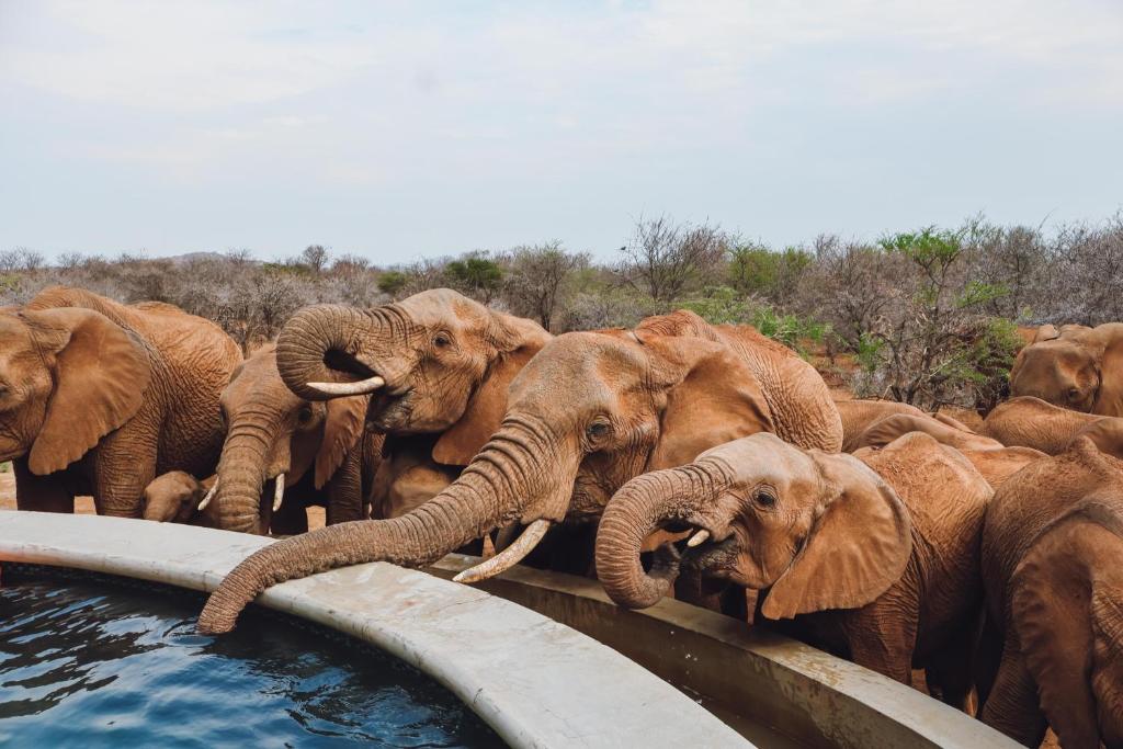 Mbazo Safari Collection, Pilanesberg