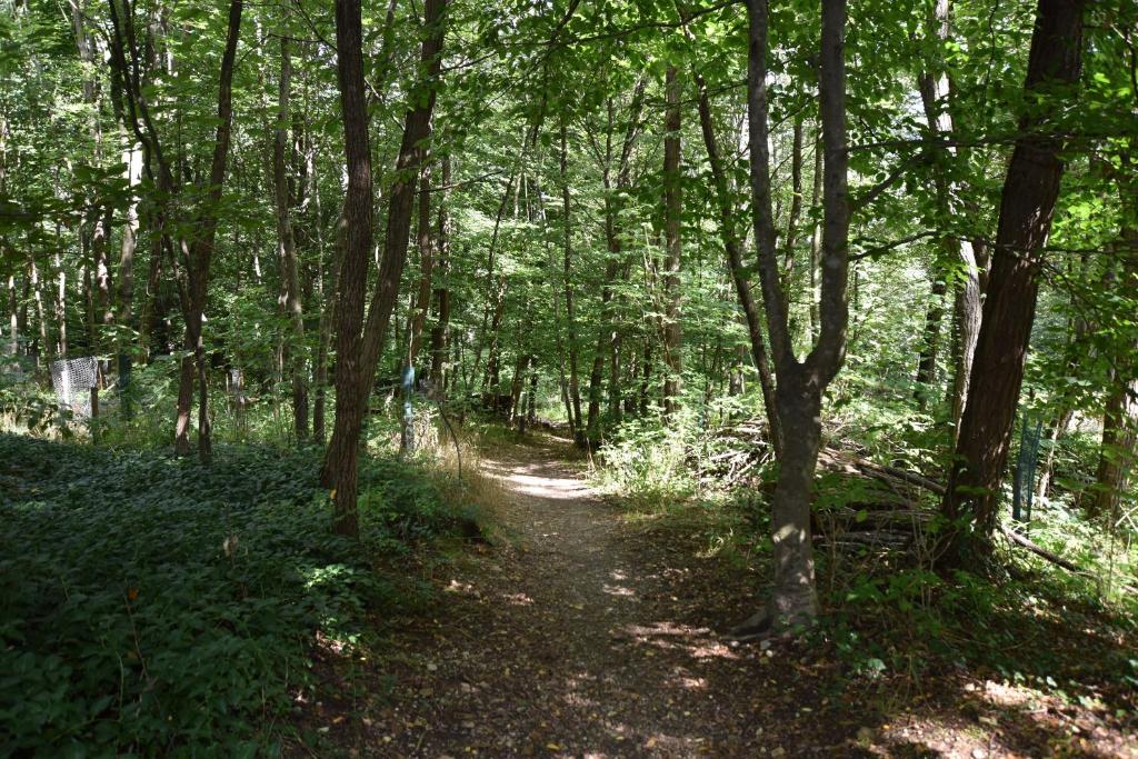 Ein Traum im Leechwald nähe LKH - 4