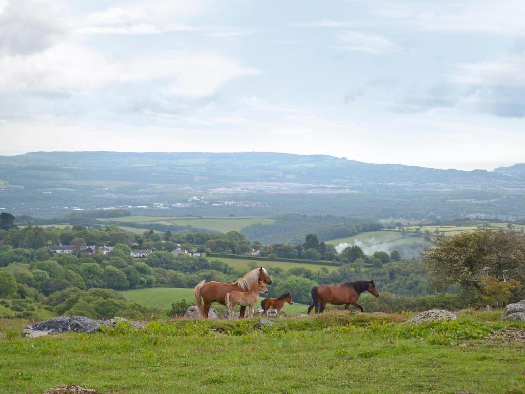 Bagtor Hayloft (Dartmoor Farm Cottage, near Ilsington) photo 6