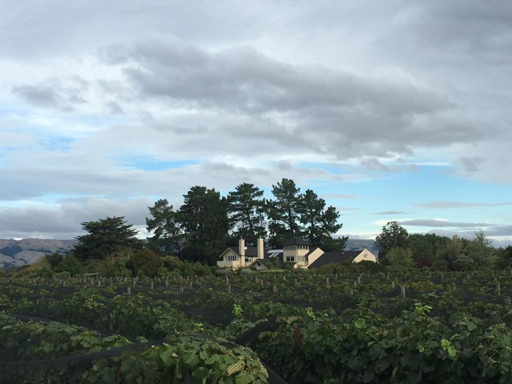 Nga Pari Vineyard, Gladstone