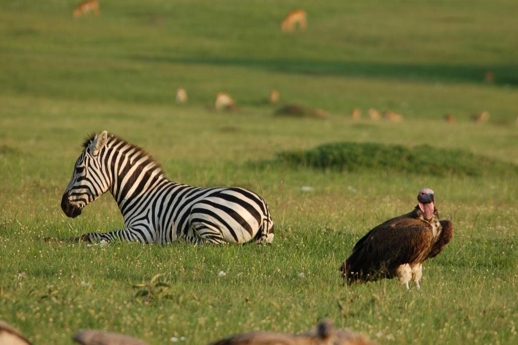 Mara Intrepids Tented Camp Hotel photo