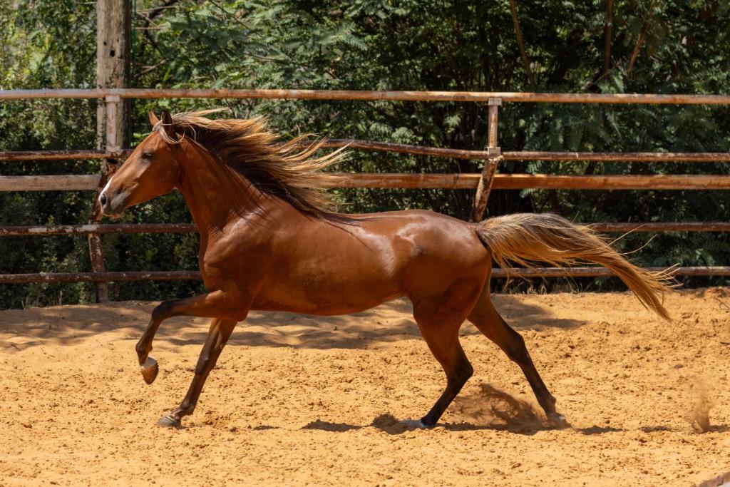乗馬