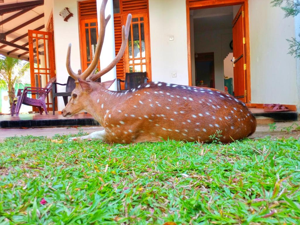 Yala Eagle Nest, Tissamaharama