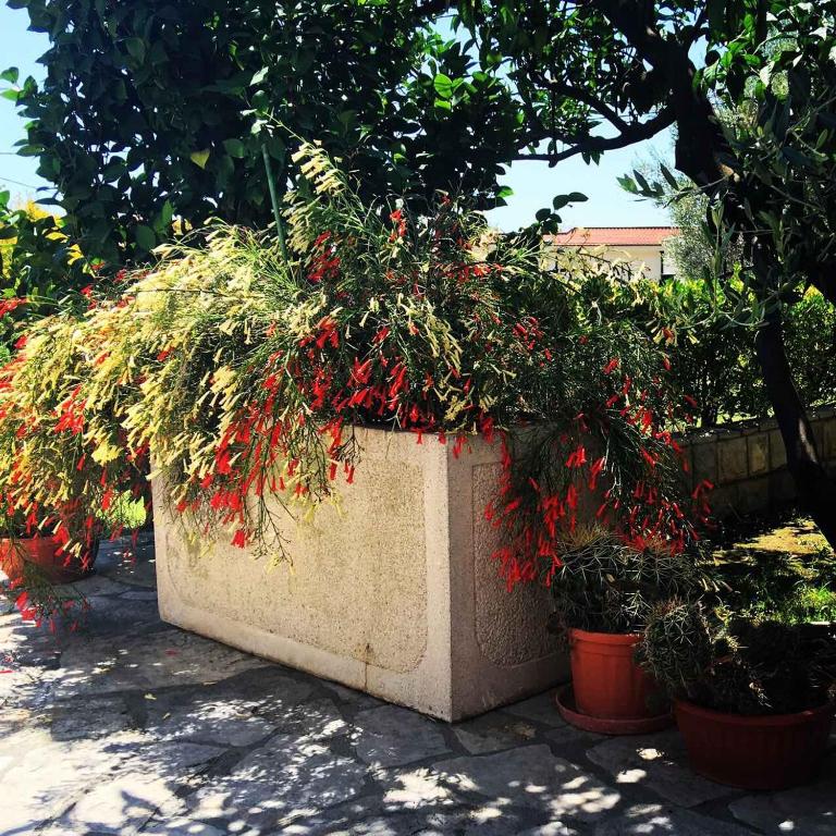 Apartments Medin Danilo - 5