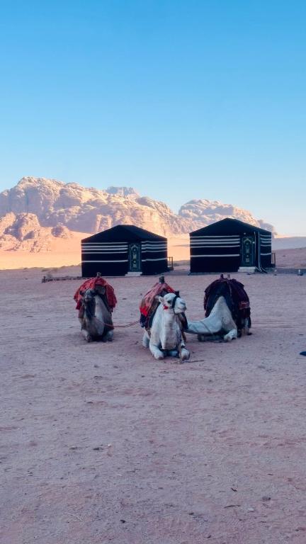 Desert guide camp, Wadi Rum