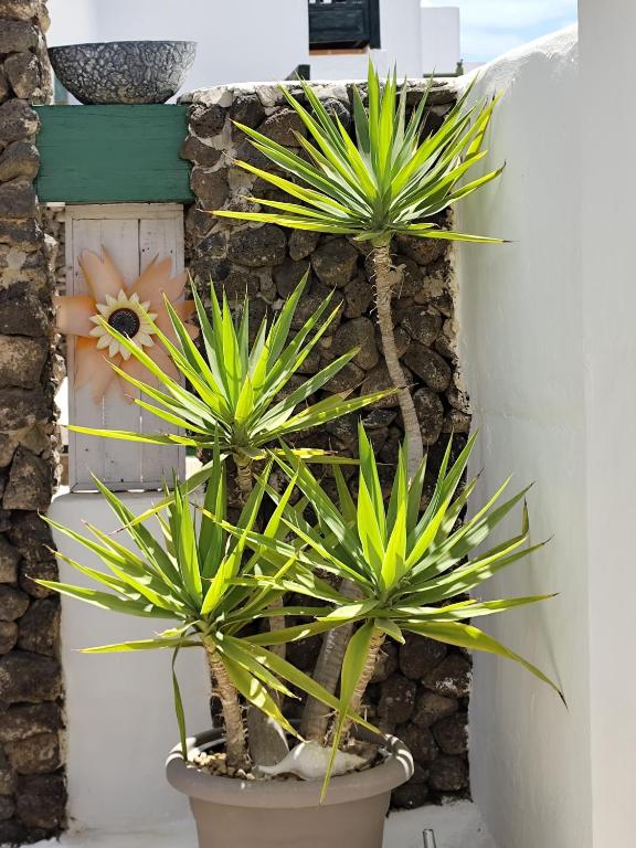 Ave Paraíso - Cozy and Sunny house - 5