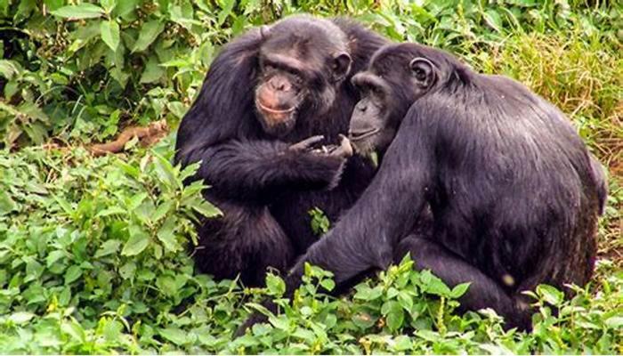 Bwindi Hills Gorilla Safaris, Kampala