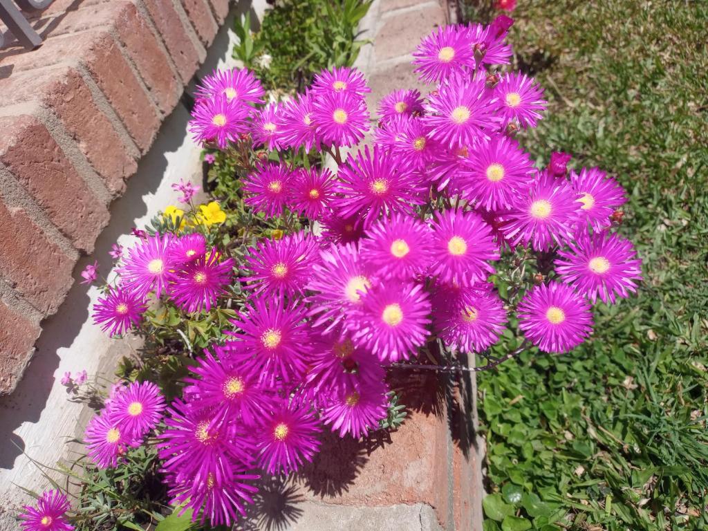 Los Pinos B&B - 4