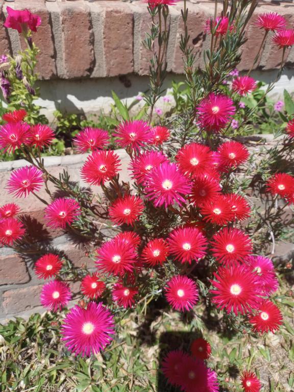 Los Pinos B&B - 3