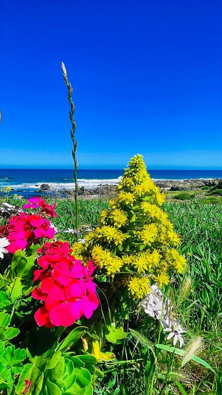 tiny house frente al mar - 5