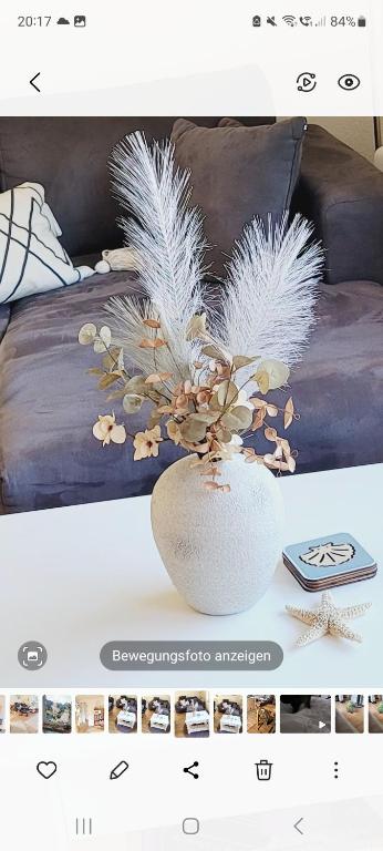 Seestern, Horumersiel