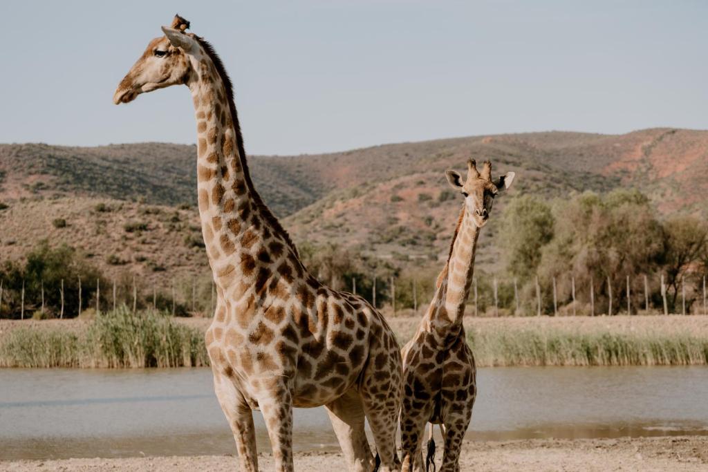 Chandelier Game Lodge, Oudtshoorn