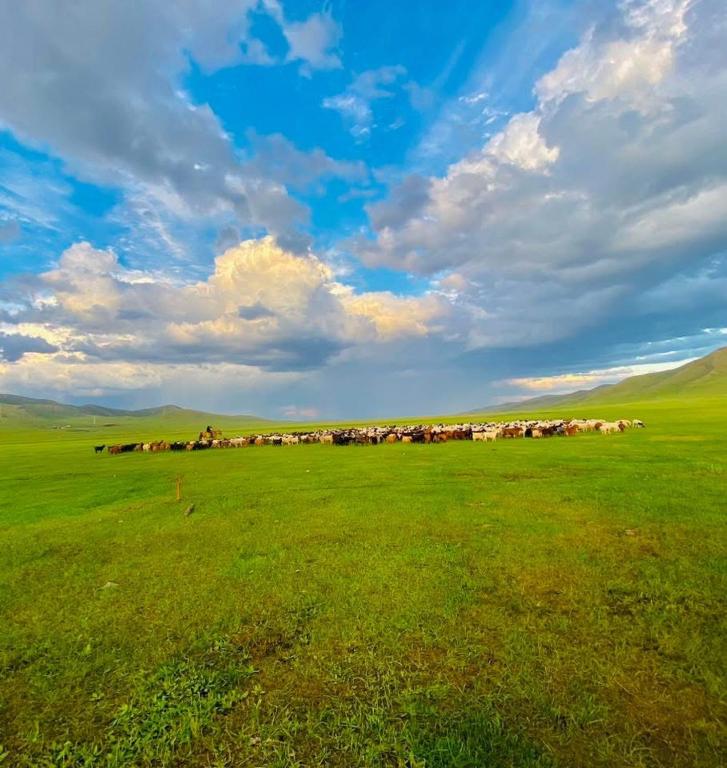 Yurt and Mongolian Ger, Arhust