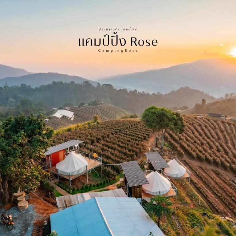 แคมป์ปิ้ง Rose, Pong Yaeng