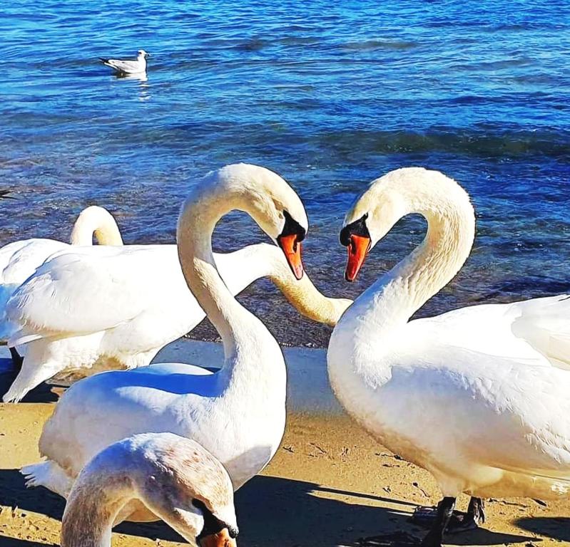 Sealovers' Nest, Varna