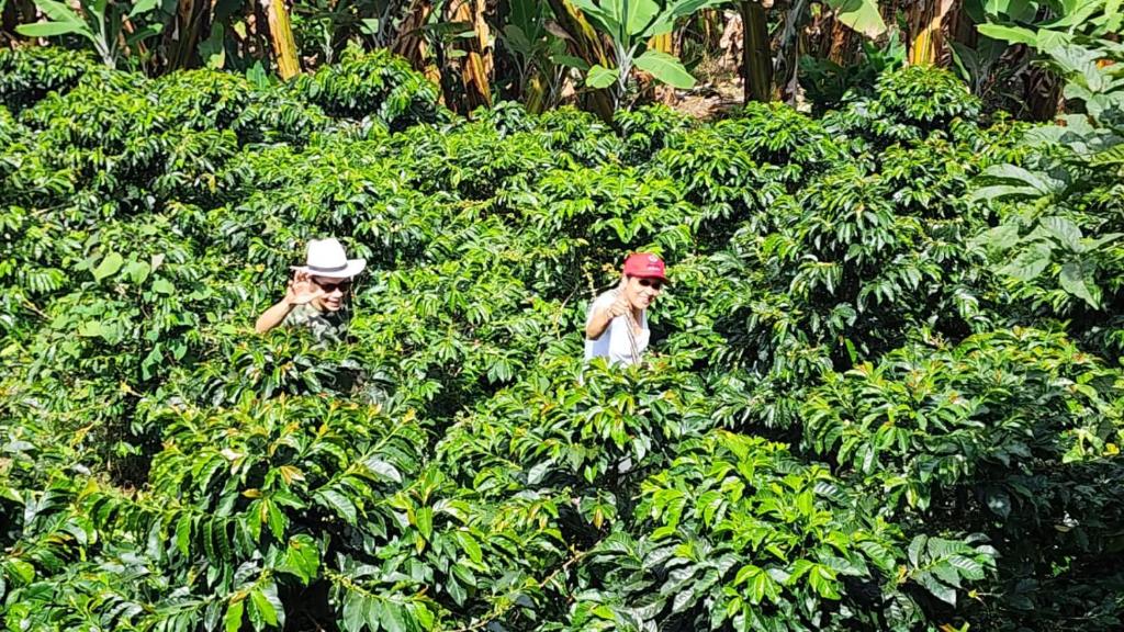 Finca Carrizales - 4