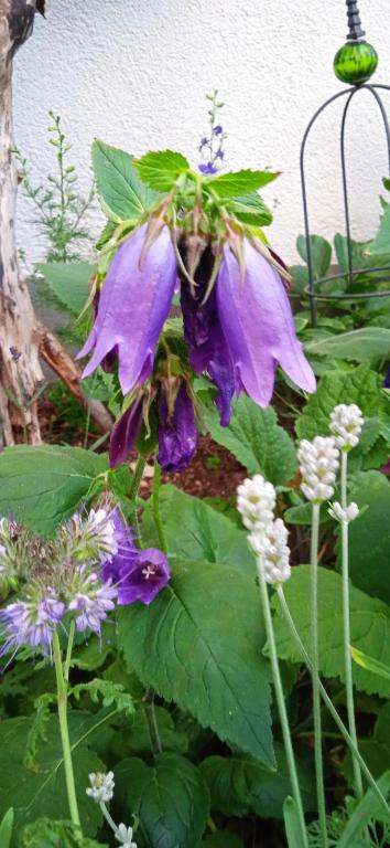 Rieselfeld, Freiburg