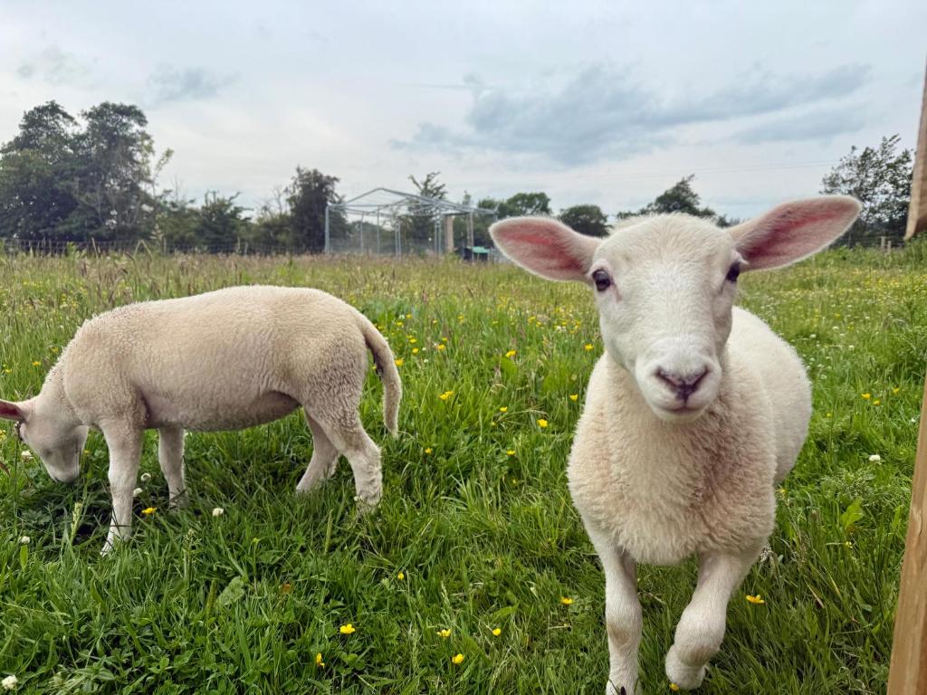 Kennedy Farm Lodge, Carmavy