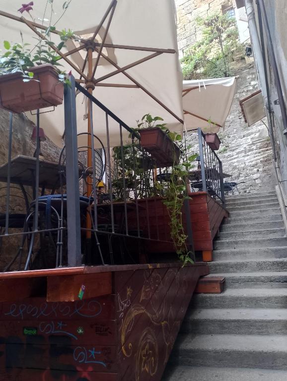 La piccola Viola - 5