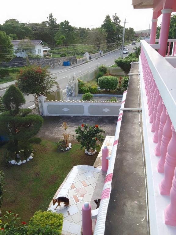 Pink flamingo, Port Antonio