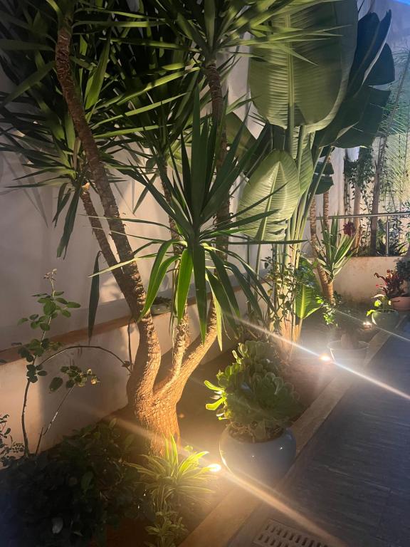 Appartement, Infinity, Sidi MʼHamed