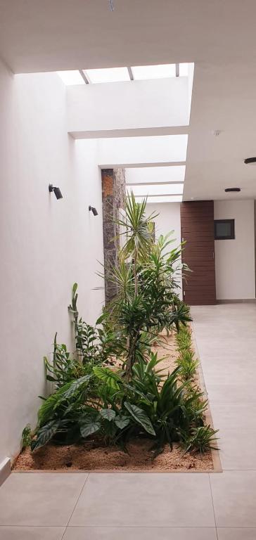 Les Vues de Monte Carlos, Tamarin