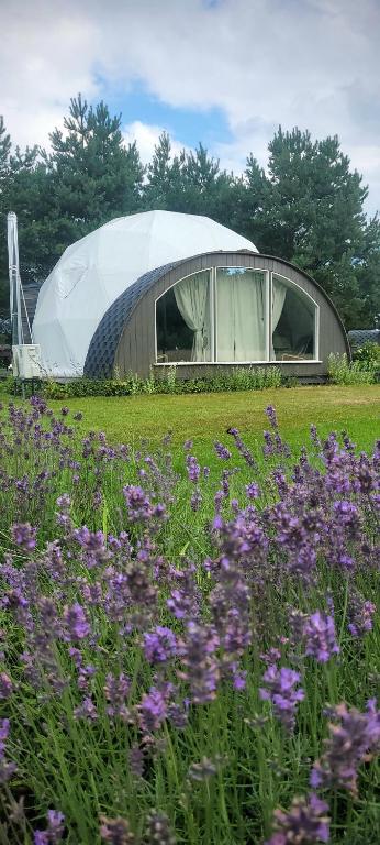 Glempings Anemones, Plieņciems