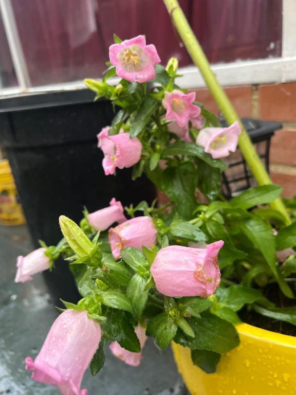 Habitaciones Pet friendly junto a Clinica Santa Fe - 3