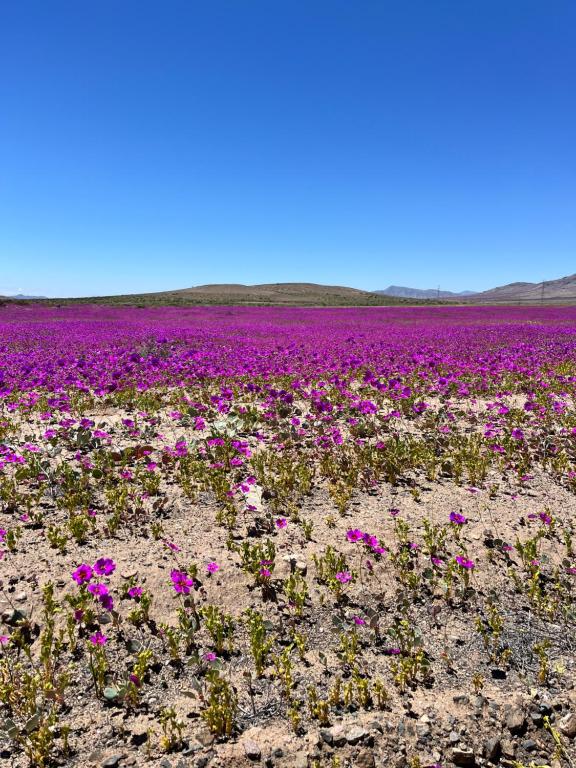 Departamento en Bahía Inglesa full equipado - Wifi y cable - 1